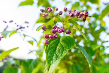 Frilandsklerodendrum Clerodendrum trichotomum buske Clerodendrum trichotomum buske
