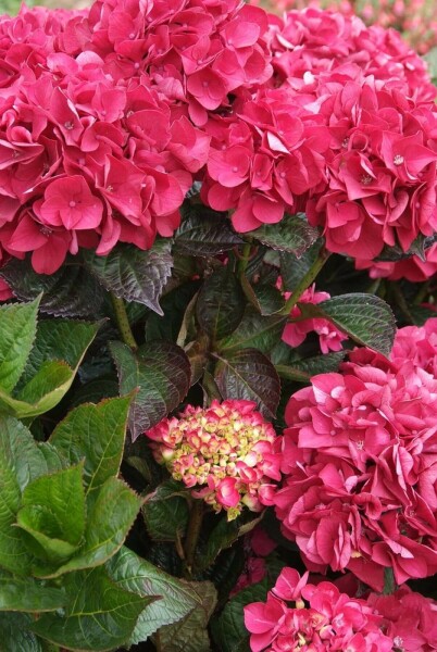Hydrangea macrophylla 'Merveille Sanguine' buske