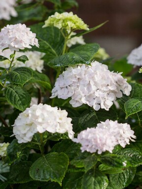Hortensia Hydrangea macrophylla 'The Bride' buske Hydrangea macrophylla 'The Bride' buske