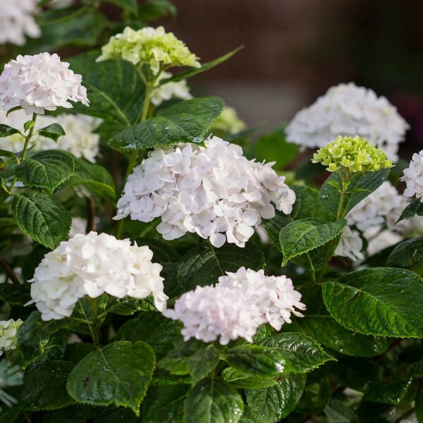 Hydrangea macrophylla 'The Bride' buske