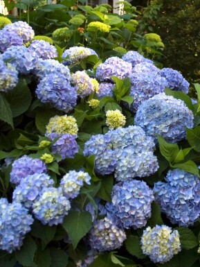 Hortensia Hydrangea macrophylla 'The Original Blue' buske Hydrangea macrophylla 'The Original Blue' buske