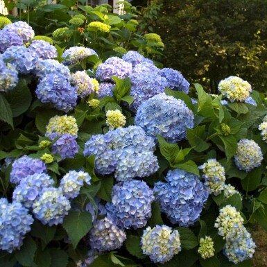Hortensia Hydrangea macrophylla 'The Original Blue' buske Hydrangea macrophylla 'The Original Blue' buske