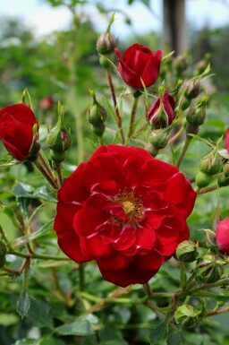 Rosor Rosa 'Red Fairy' buske Rosa 'Red Fairy' buske