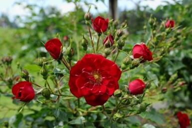 Rosor Rosa 'Red Fairy' buske Rosa 'Red Fairy' buske
