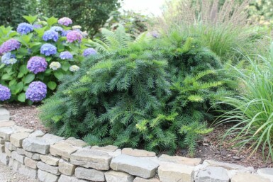 Krypidegran Taxus baccata 'Repandens' buske Taxus baccata 'Repandens' buske