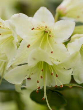 Rododendron Rhododendron 'Shamrock' buske Rhododendron 'Shamrock' buske