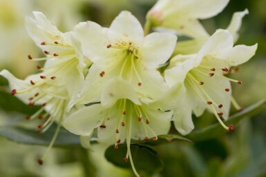Rododendron Rhododendron 'Shamrock' buske Rhododendron 'Shamrock' buske