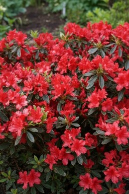 Japansk azalea Azalea japonica 'Hot Shot' buske Azalea japonica 'Hot Shot' buske