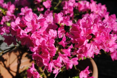 Japansk azalea Azalea japonica 'Kermesina' buske Azalea japonica 'Kermesina' buske