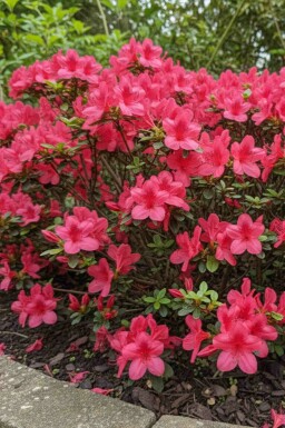 Japansk azalea Azalea japonica 'Moederkensdag' buske Azalea japonica 'Moederkensdag' buske