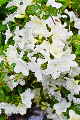 Japansk azalea Azalea japonica 'Pleasant White' buske Azalea japonica 'Pleasant White' buske