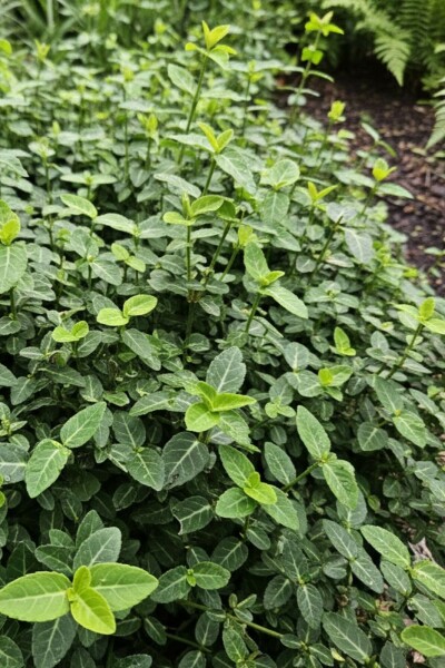 Euonymus fortunei var. radicans buske 25-30 cm
