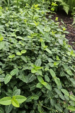 KlÀtterbenved Euonymus fortunei var. radicans buske Euonymus fortunei var. radicans buske