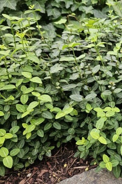 Euonymus fortunei var. radicans buske