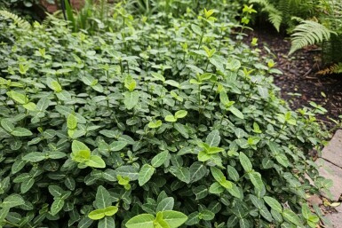 Euonymus fortunei var. radicans buske 25-30 cm