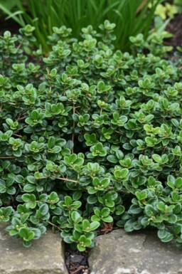 Lonicera crassifolia 'Little Honey'
