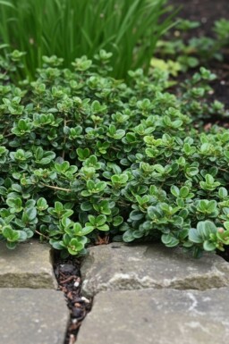 Lonicera crassifolia 'Little Honey' buske