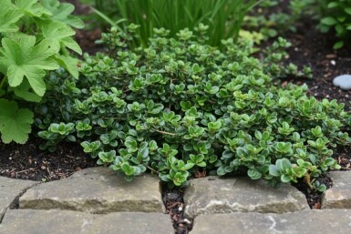 Lonicera crassifolia 'Little Honey' buske