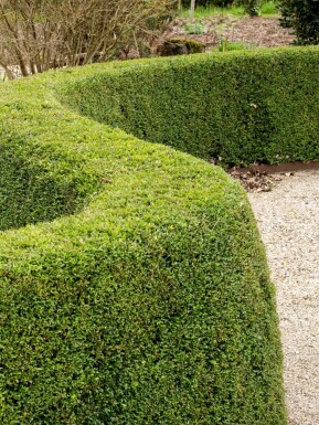 Myrtentry Lonicera nitida 'Elegant' buske Lonicera nitida 'Elegant' buske