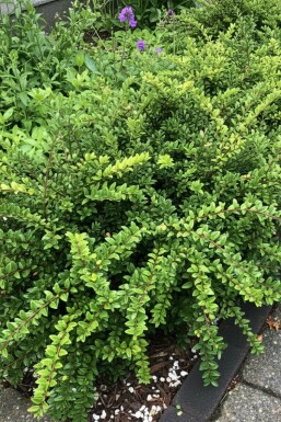 Myrtentry Lonicera nitida 'Maigrün' buske Lonicera nitida 'Maigrün' buske