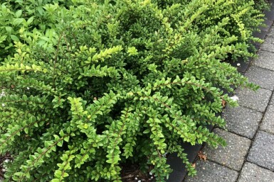 Myrtentry Lonicera nitida 'Maigrün' buske Lonicera nitida 'Maigrün' buske