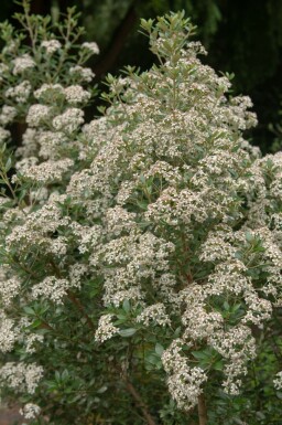 Olearia Olearia haastii buske Olearia haastii buske