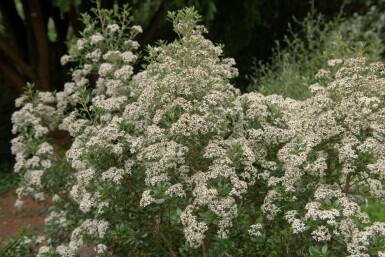 Olearia Olearia haastii buske Olearia haastii buske