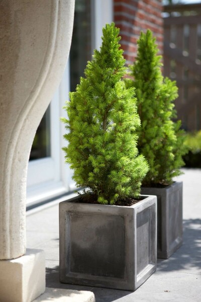 Vitgran Picea glauca 'Conica Perfecta' buske Picea glauca 'Conica Perfecta' buske
