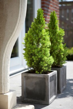 Vitgran Picea glauca 'Conica Perfecta' buske Picea glauca 'Conica Perfecta' buske