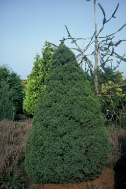 Vitgran Picea glauca 'Conica Perfecta' buske Picea glauca 'Conica Perfecta' buske