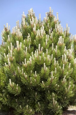 Bergtall Pinus mugo buske Pinus mugo buske