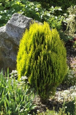 Orientalisk tuja Platycladus orientalis 'Aurea Nana' buske Platycladus orientalis 'Aurea Nana' buske