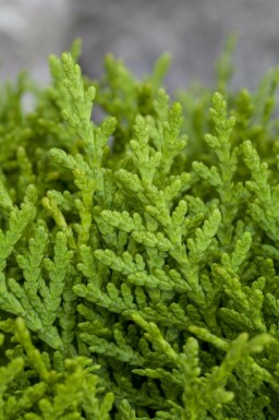 Platycladus orientalis 'Aurea Nana'
