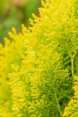 Platycladus orientalis 'Aurea Nana'