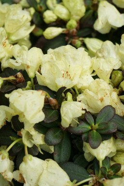 Tuvalpros Rhododendron impeditum 'Wren' buske Rhododendron impeditum 'Wren' buske