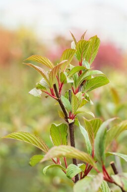 Vinterolvon Viburnum bodnantense 'Charles Lamont' buske Viburnum bodnantense 'Charles Lamont' buske