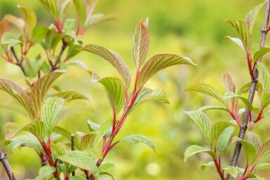 Vinterolvon Viburnum bodnantense 'Charles Lamont' buske Viburnum bodnantense 'Charles Lamont' buske