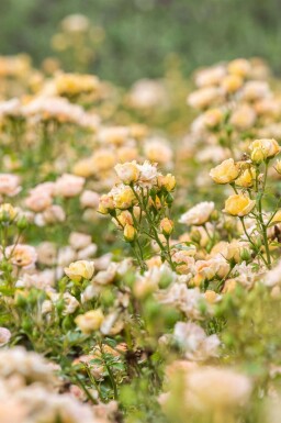 Rosor Rosa 'Yellow Fairy' buske Rosa 'Yellow Fairy' buske