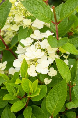 Syrenhortensia Hydrangea paniculata 'Early Sensation' buske Hydrangea paniculata 'Early Sensation' buske