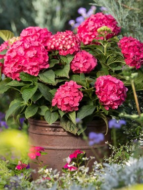 Hortensia Hydrangea macrophylla 'Summer Love Red' buske Hydrangea macrophylla 'Summer Love Red' buske