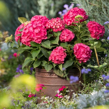 Hortensia Hydrangea macrophylla 'Summer Love Red' buske Hydrangea macrophylla 'Summer Love Red' buske