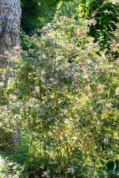 Abelia × grandiflora 'Edward Goucher' C2 25-30