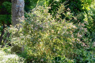 Abelia × grandiflora 'Edward Goucher' C2 25-30