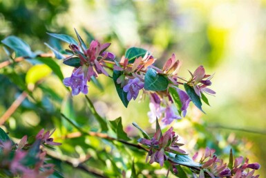 Abelia × grandiflora 'Edward Goucher' C2 25-30