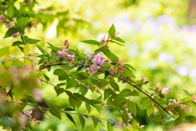 Abelia × grandiflora 'Edward Goucher' C2 25-30