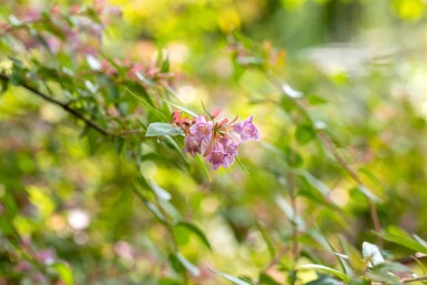 Abelia × grandiflora 'Edward Goucher' C2 25-30
