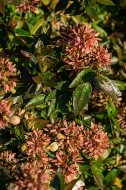 Abelia Abelia grandiflora 'Sherwood' buske Abelia grandiflora 'Sherwood' buske