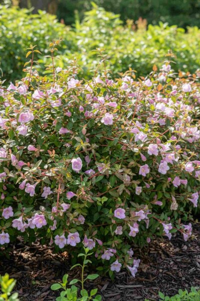 Abelia grandiflora 'Pinky Bell's' buske