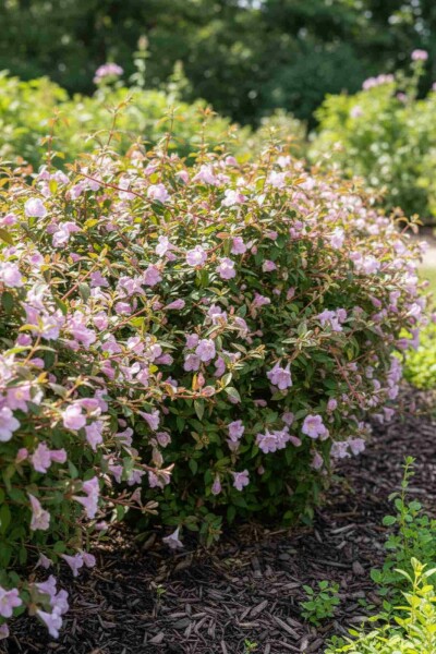 Abelia grandiflora 'Pinky Bell's' buske