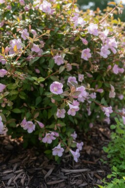 Abelia grandiflora 'Pinky Bell's' buske